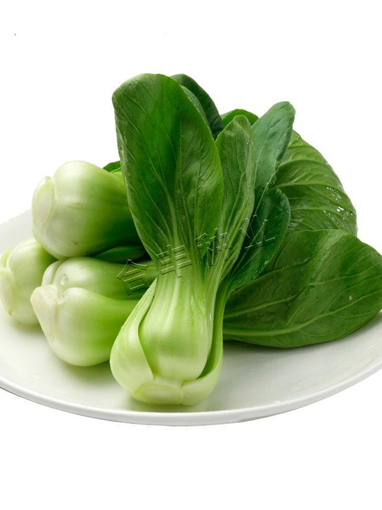 种子夏季耐高温耐热蔬菜抗热梗菜上海小青青菜家庭园艺种子