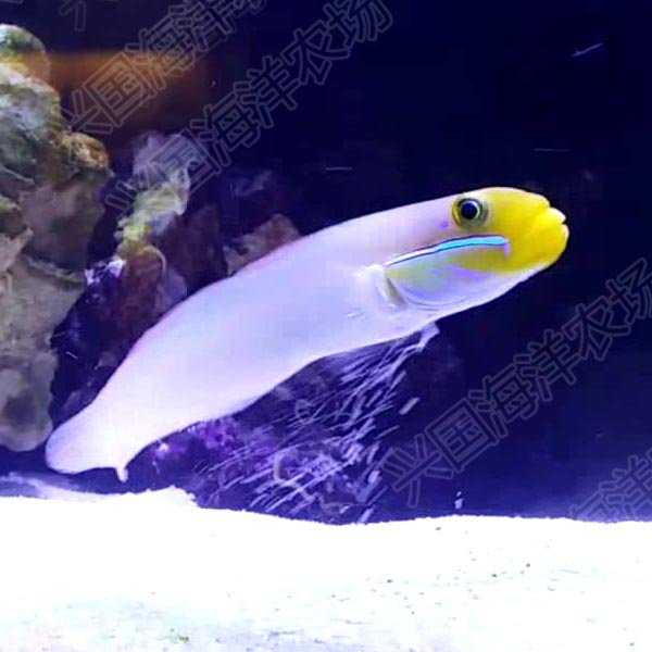 海水金头虾翻沙虾虎钻石哨兵白虾虎观赏鱼活体快递鱼