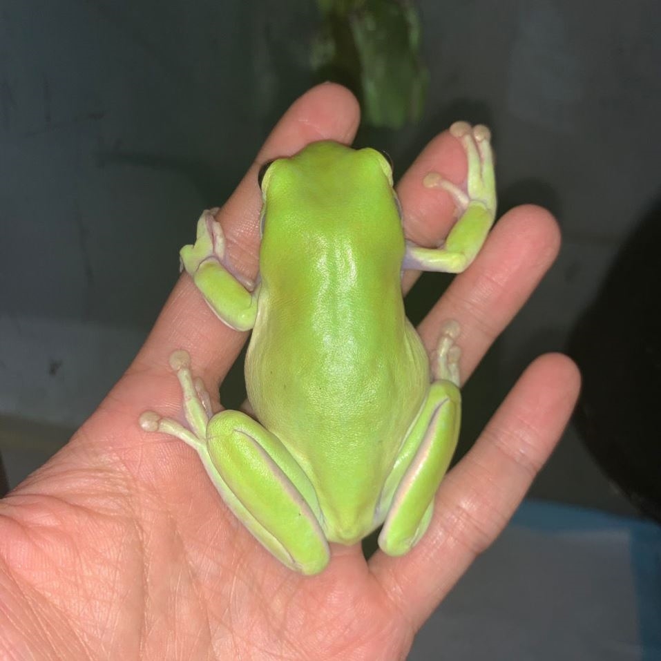 角蛙活体宠物姥爷树蛙蝌蚪黄金绿角青蛙非牛其他爬虫