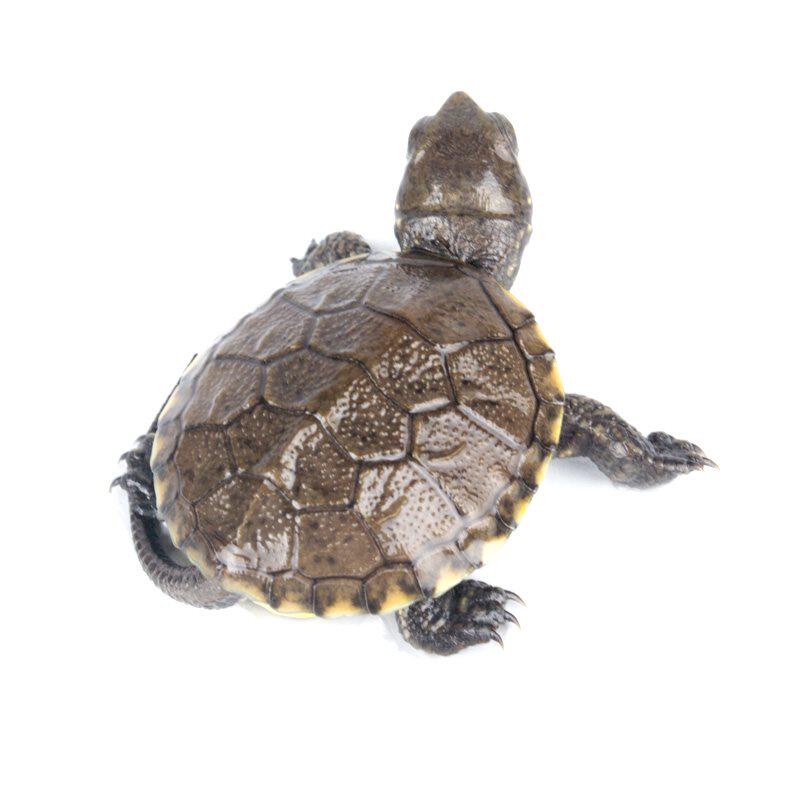 乌龟活体欧洲泽龟欧泽龟苗深水观赏宠物耐寒龟