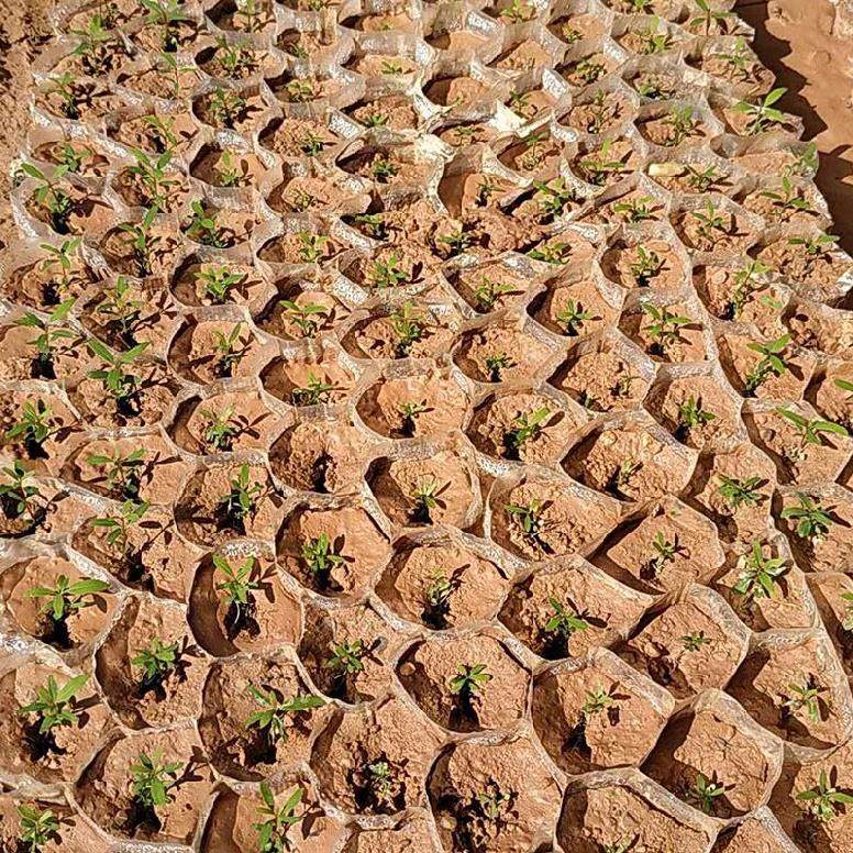 筒杯营养新款加厚蜂窝状育苗神器连体纸杯填充育苗盘