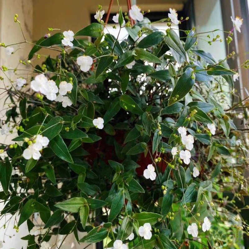 吊兰婚纱开花叶开花常绿观花卉四季悬挂垂吊阳台绿植