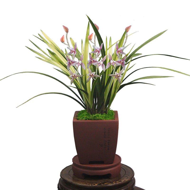 兰花香型盆栽植物绿植花卉兰草浓香花苗阳台花卉