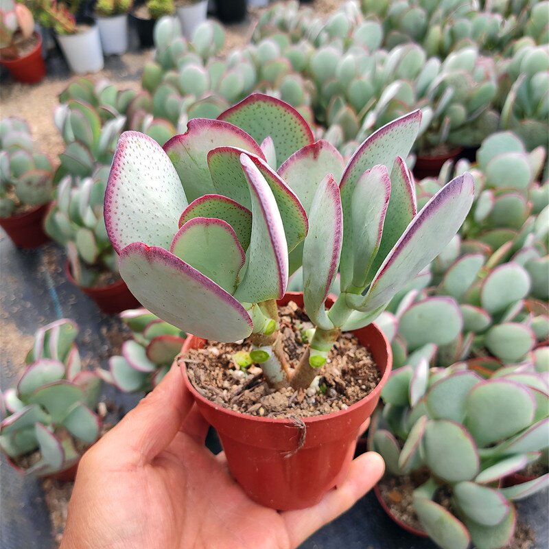 铜钱钱树厚叶蓝鸟玉树多肉植物花卉绿植盆栽多肉植物