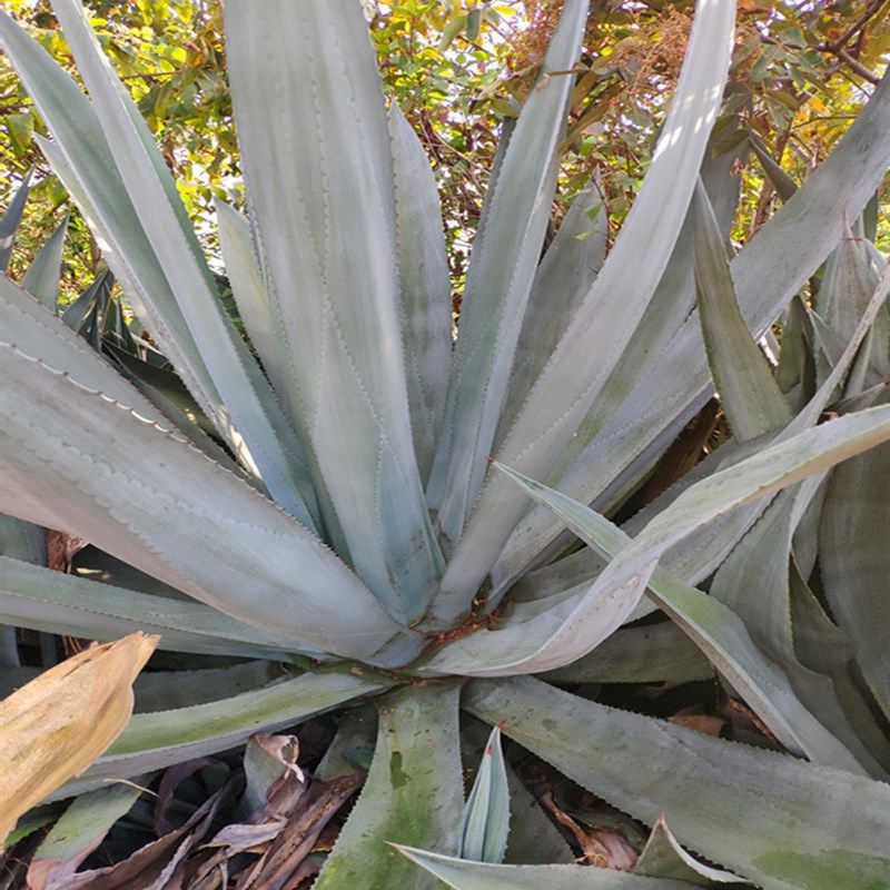 龙舌特大甩卖特价肉绿殿多八荒刺姬沙漠盆栽绿植