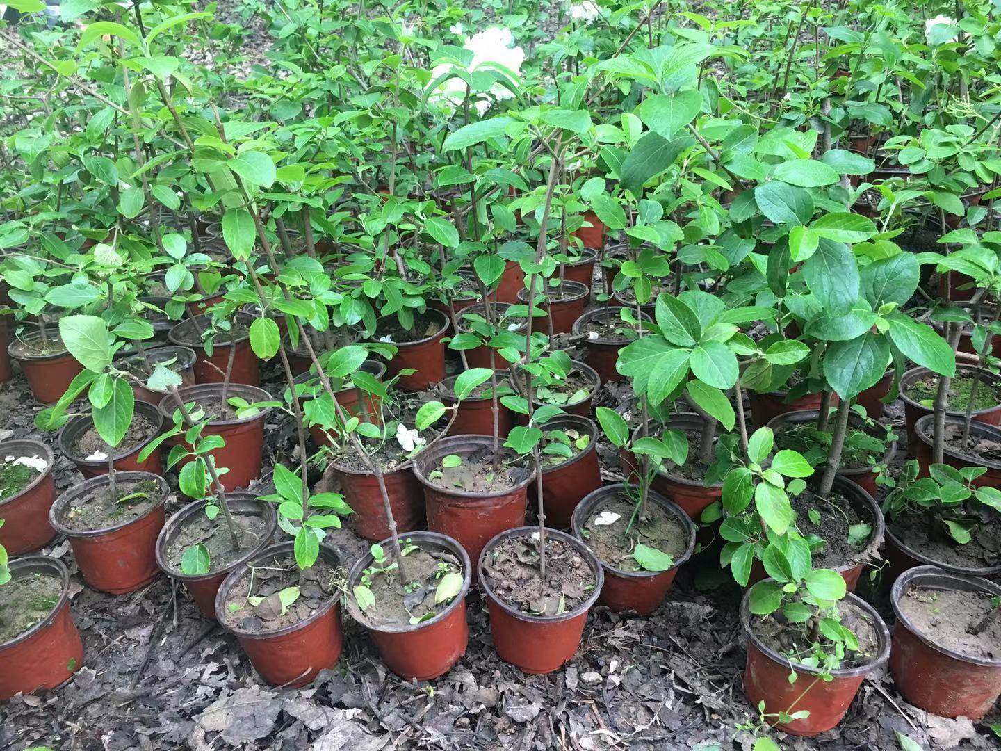 中华华木绣球斗球包版大花木木本树苗庭院高杆时令草本花卉