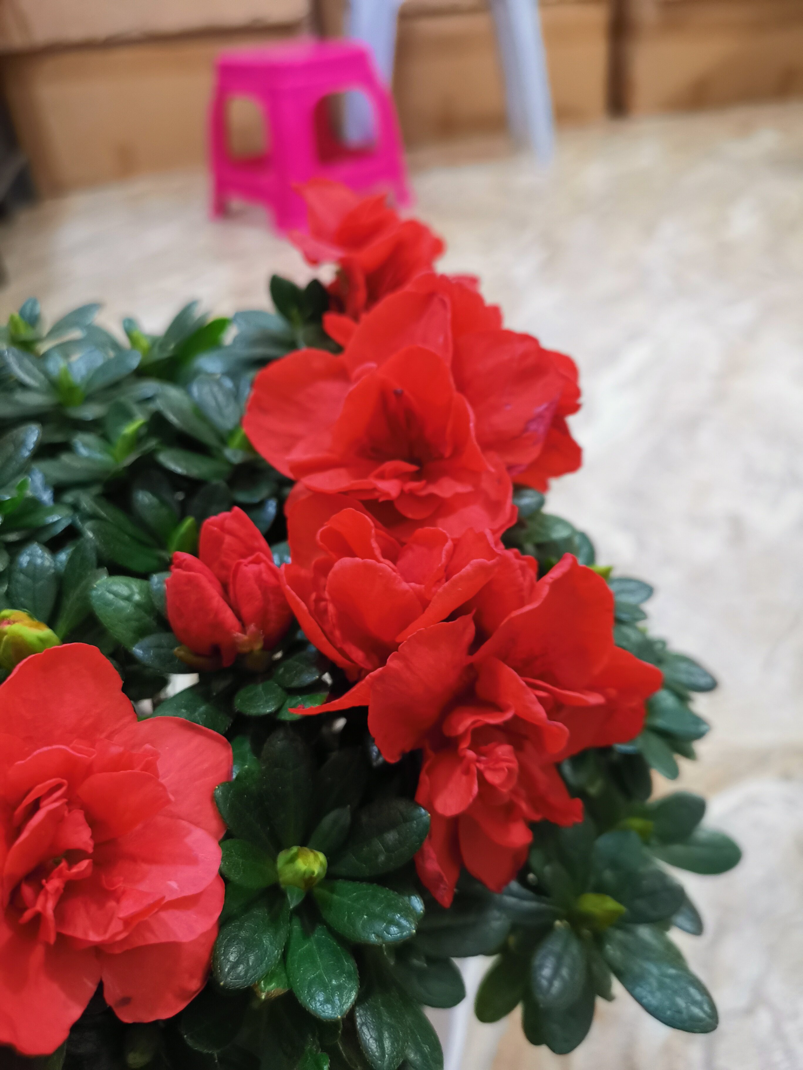国旗红杜鹃杜鹃花花苞真正一样颜色重瓣大花型品种花卉