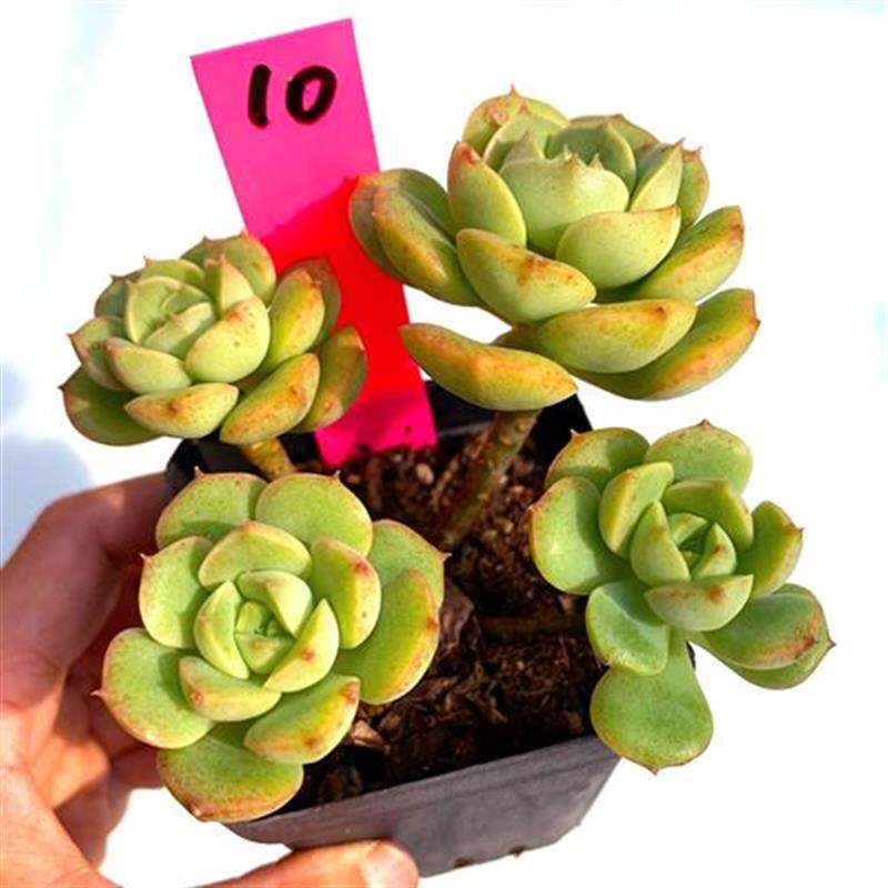 妮可阳派花卉园花卉绿植盆栽莎娜一拍一物植物多肉植物