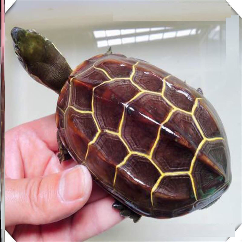 中华草龟小乌龟外塘长寿龟乌龟活体宠物水龟金线龟