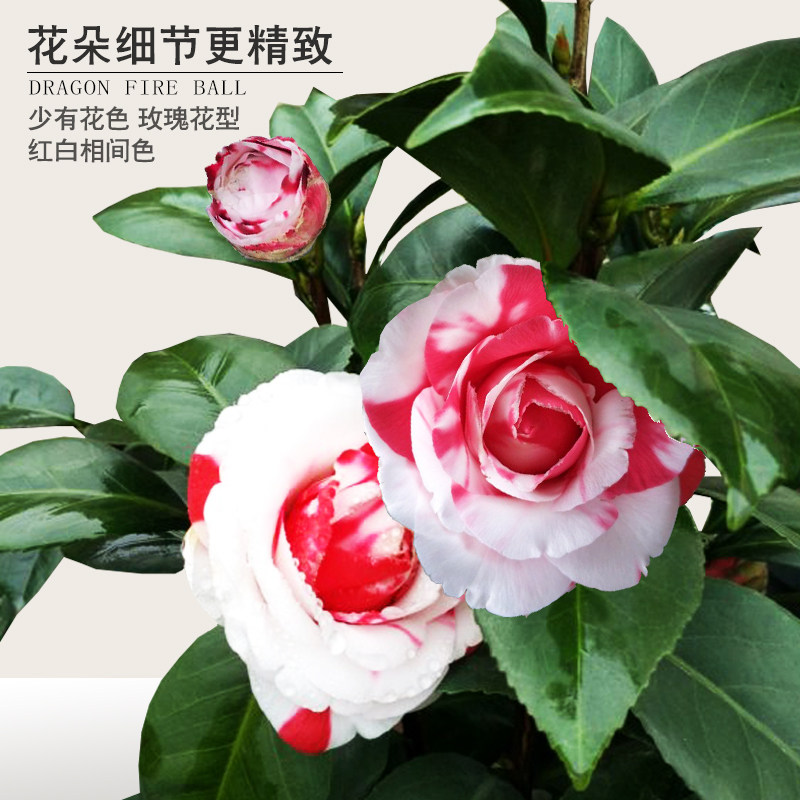 吉普赛女郎山茶花稀有名贵品种老桩盆景树苗复色绿植