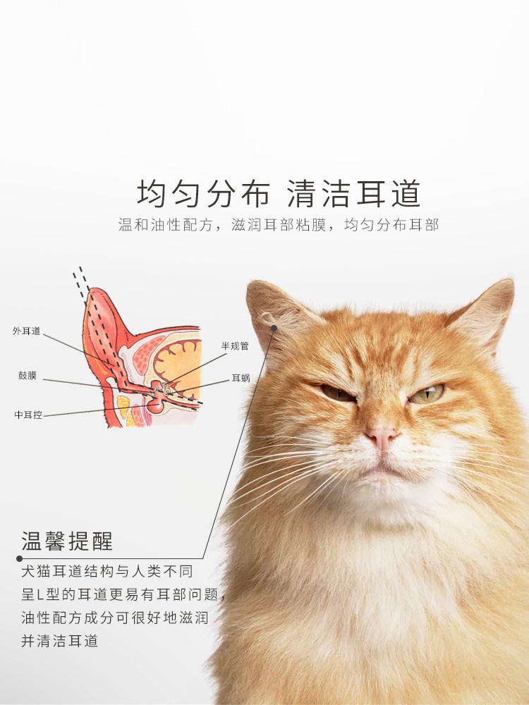 猫耳朵结构图片图片