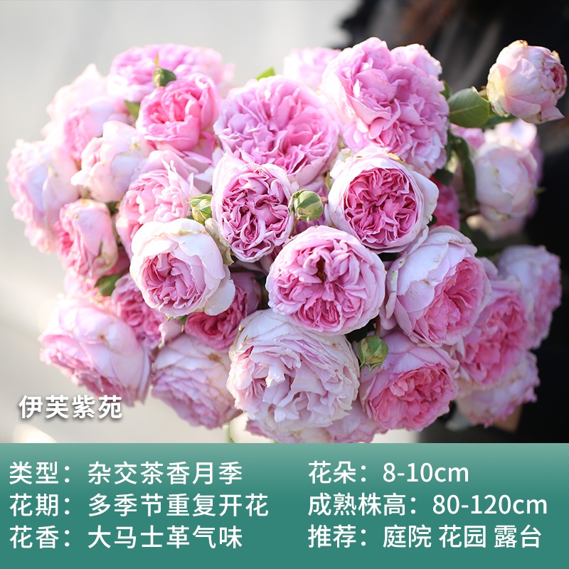月季月季花花苗伊芙紫苑四季开花灌木浓香切花花卉