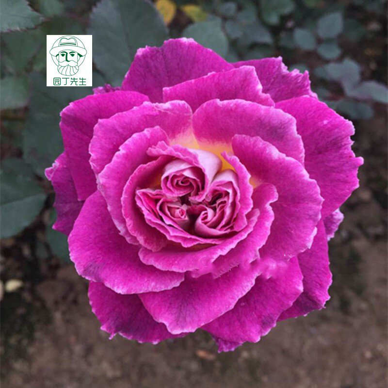 新品欧月凯瑟琳月季月季花花苗大花浓香纯正紫色花卉