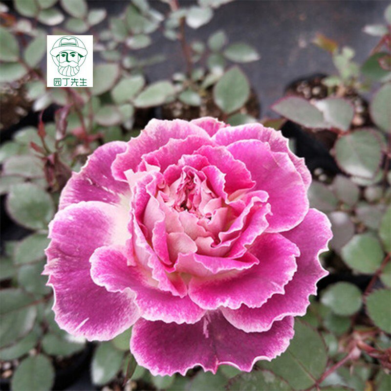 新品欧月凯瑟琳月季月季花花苗大花浓香纯正紫色花卉