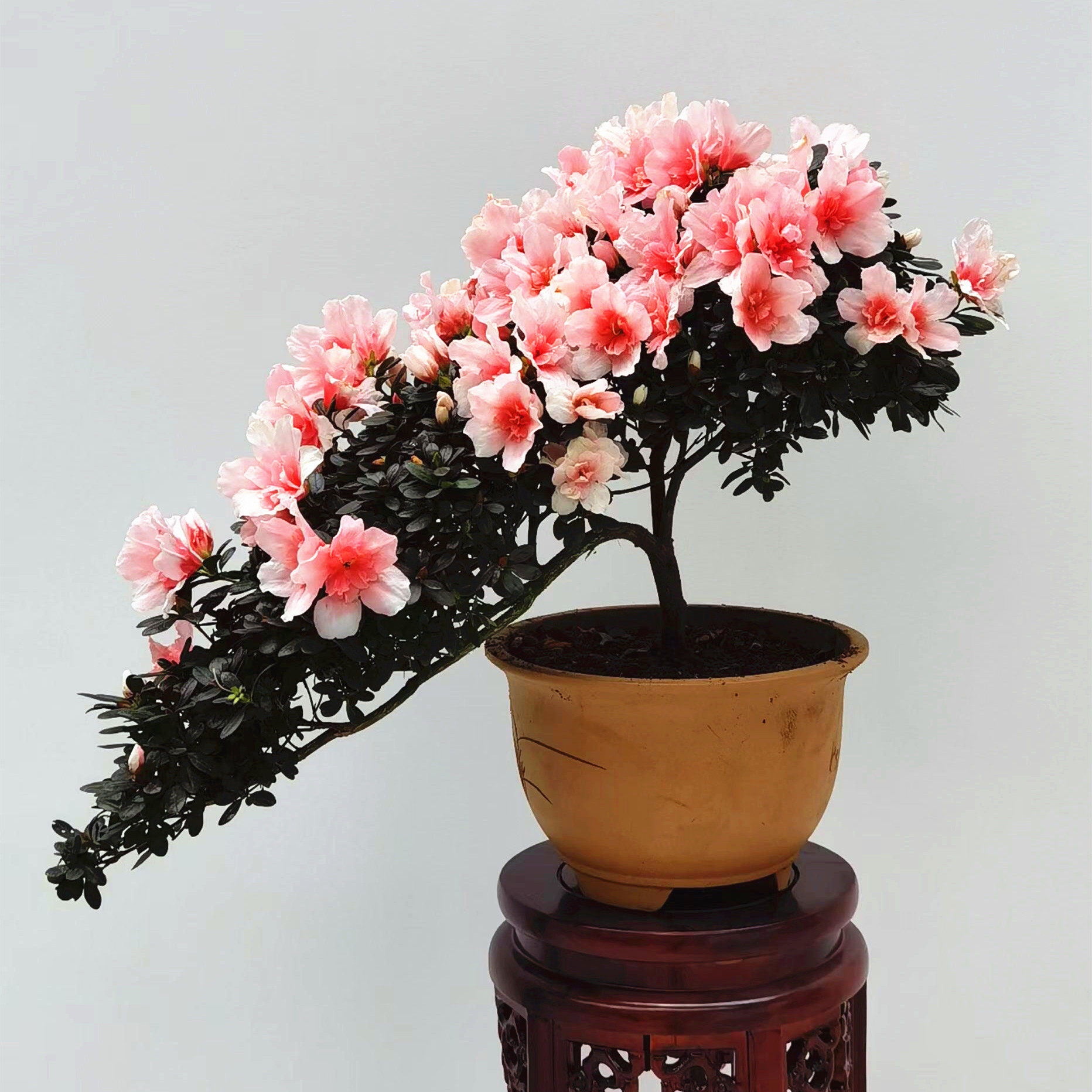 杜鹃杜鹃花室内植物不断花卉盆栽花苞常年开花花卉