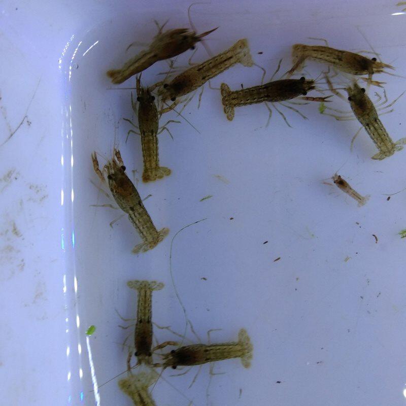 繁殖幽灵鳌虾虾成橘红单体观赏纹鳌虾苗白玉虾