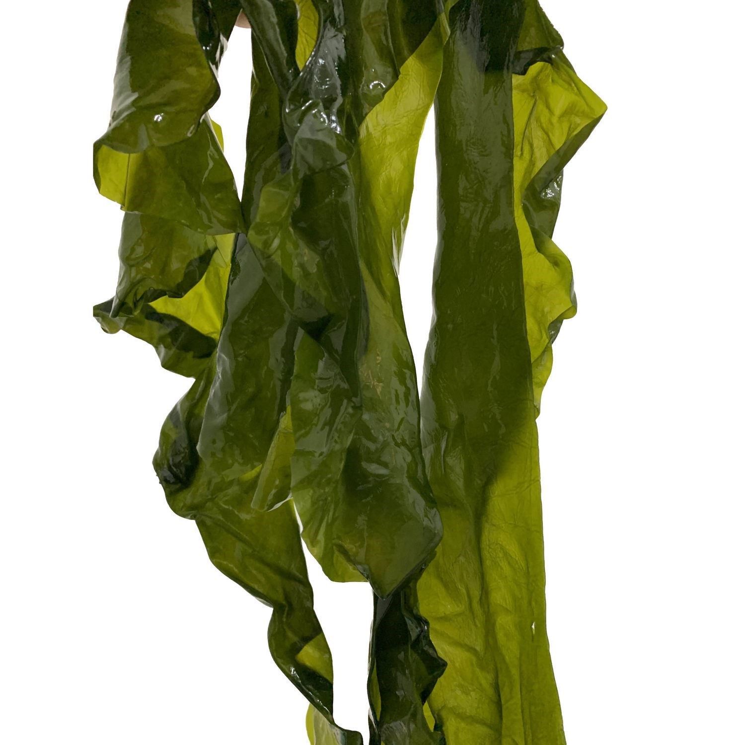 海带5斤箱装整箱凉拌火锅半干干货盐渍新鲜海带