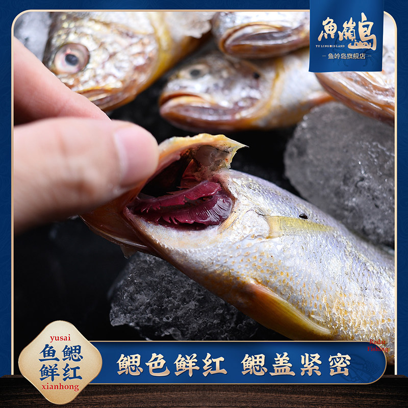 鱼岭3斤野生小黄黄鱼舟山海鱼黄花鱼生鲜海鲜黄鱼