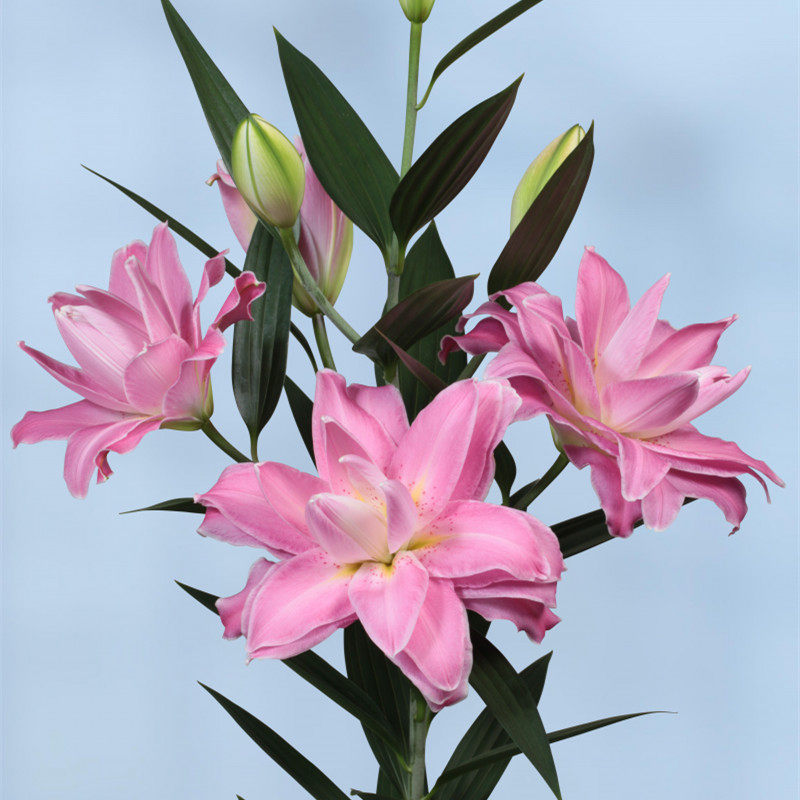 乔乔花屋荷兰进口香水百合花种重瓣赞美粉色新品家庭园艺种子