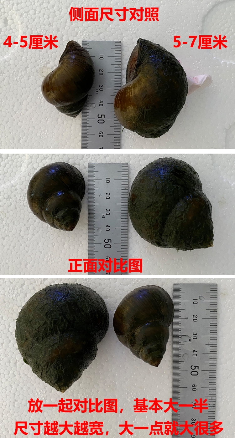 鱼缸清洁工清洁青苔观赏宠物冷水粪便吃鱼田螺螺