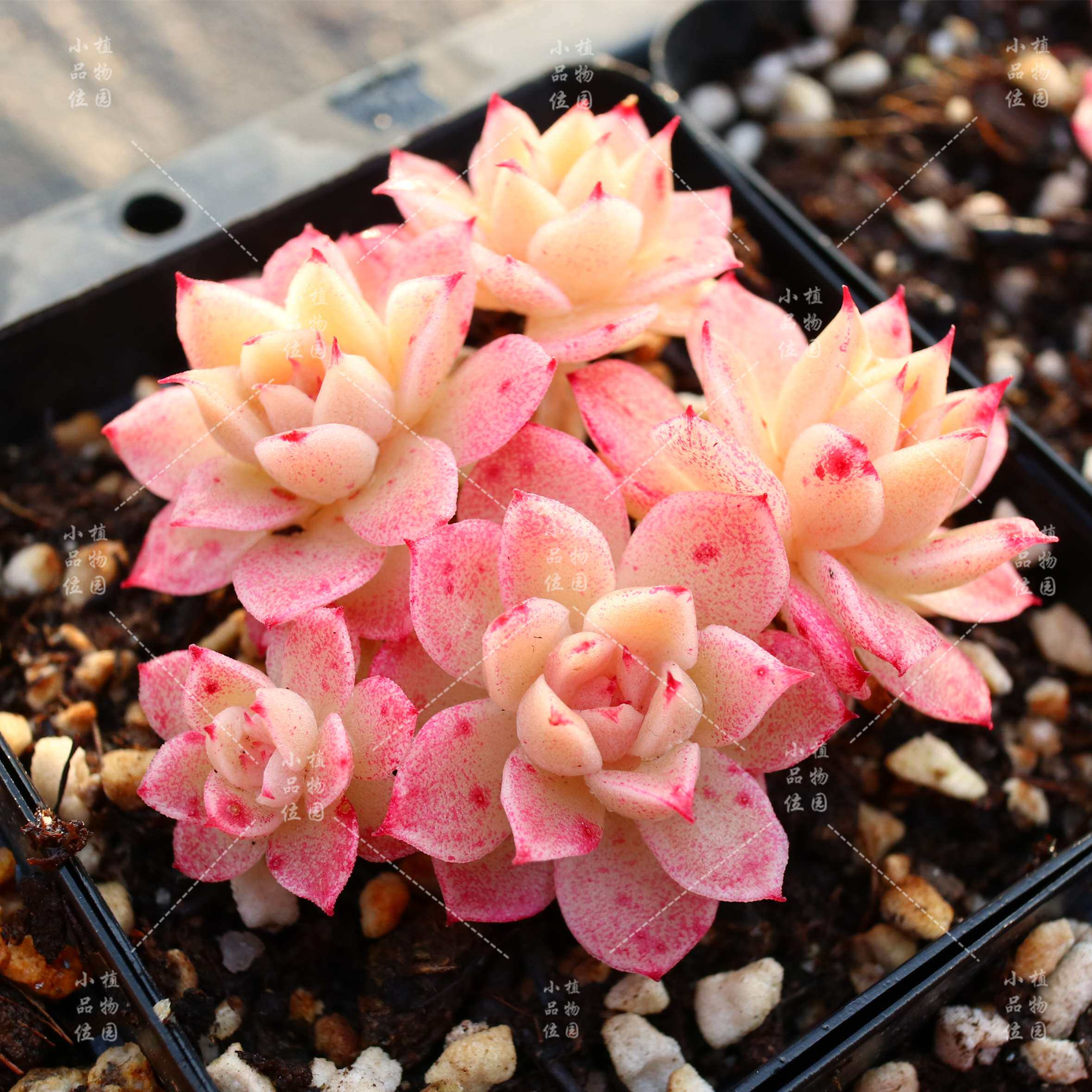 麦秆雪姿胭脂多肉植物一物一拍盆栽小品品位多肉植物