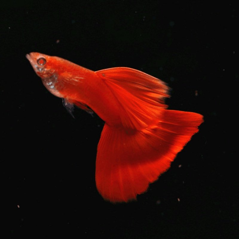 全红血红孔雀精品红大白子台湾美国活体鱼