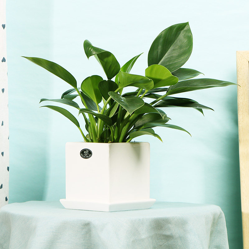 摆件好办盆栽面带好养桌植物叶植物室内常青观四季绿植