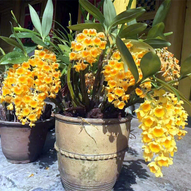 兰花春季吊兰非常容易盆栽草本花卉绿植石斛花卉