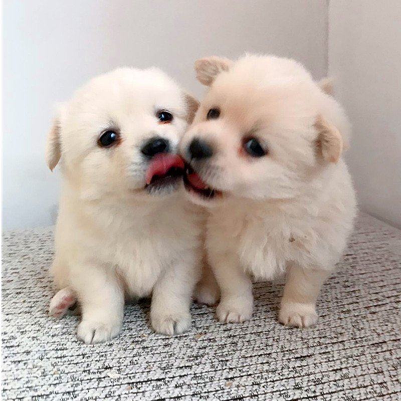 串串狗狗活体白狗家养幼犬中华田园纯种小土畜牧