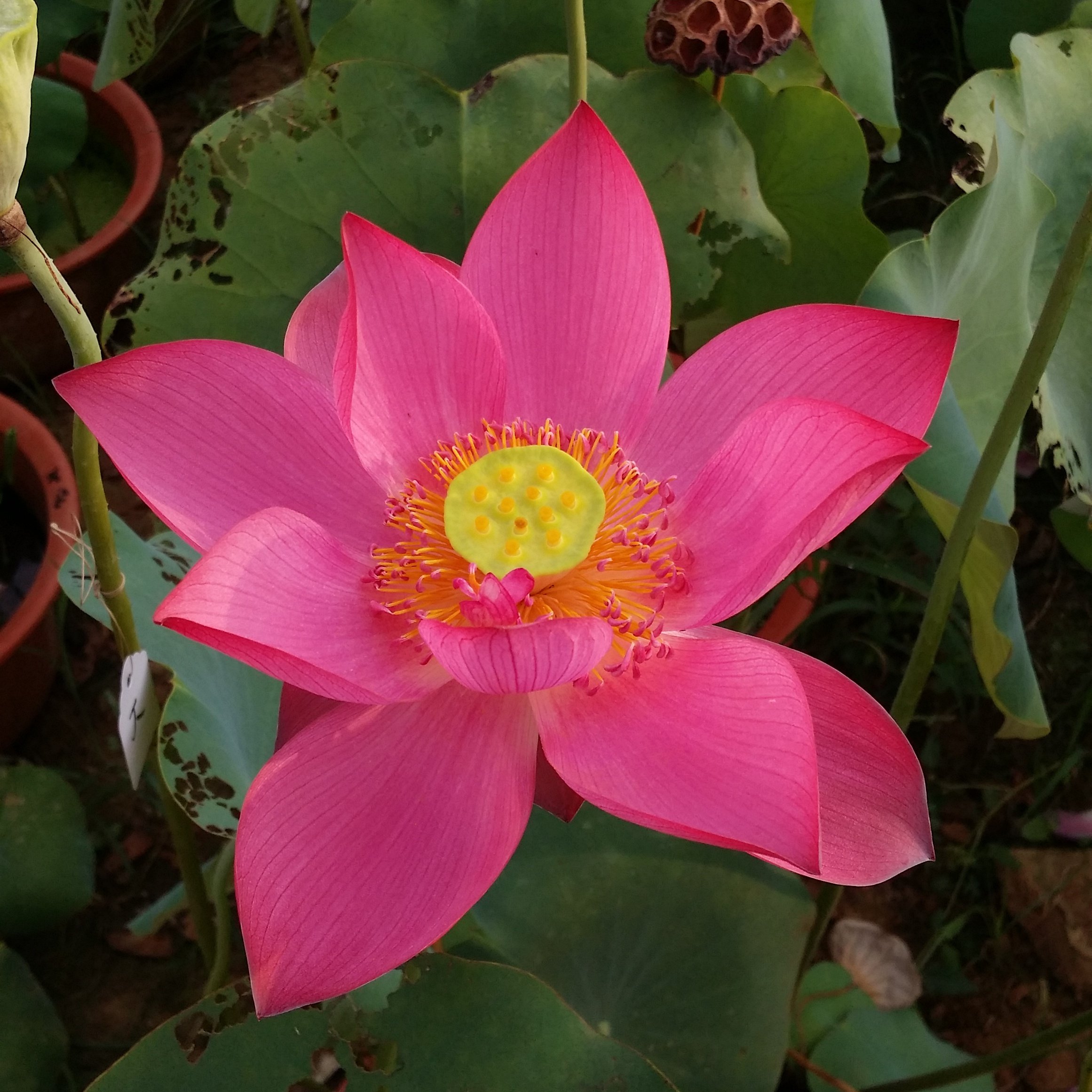 绿植版直包活花卉盆栽植物火种培植外水碗莲室花卉