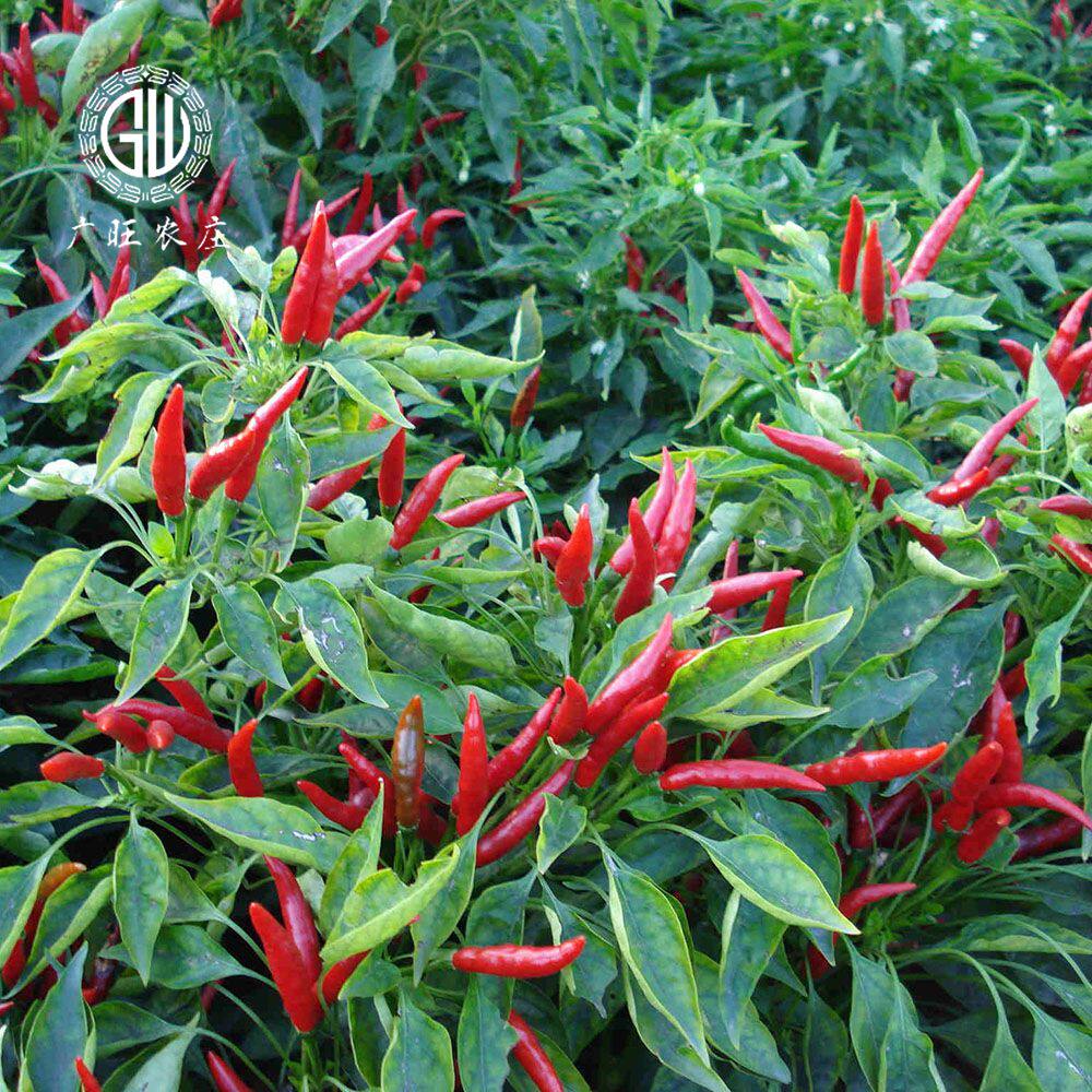 朝天南方幼苗菜苗蔬菜盆栽四季小米椒小米辣椒家庭园艺种子