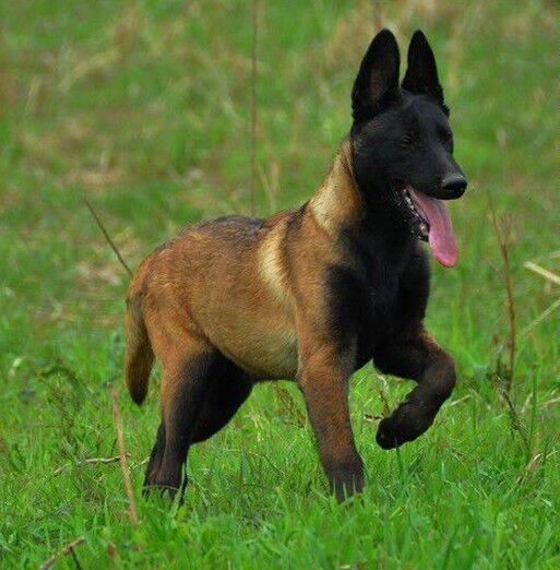 马犬幼犬活体宠物活物纯种红马犬 - 淘乐搜