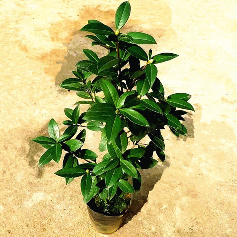 云南山茶花童子面大苗带盆当年开花盆栽庭院花卉花卉