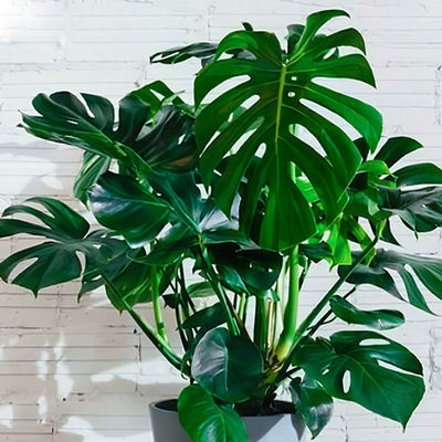 花卉盆景甲醛室内盆栽大型客厅龟背竹叶北欧花卉