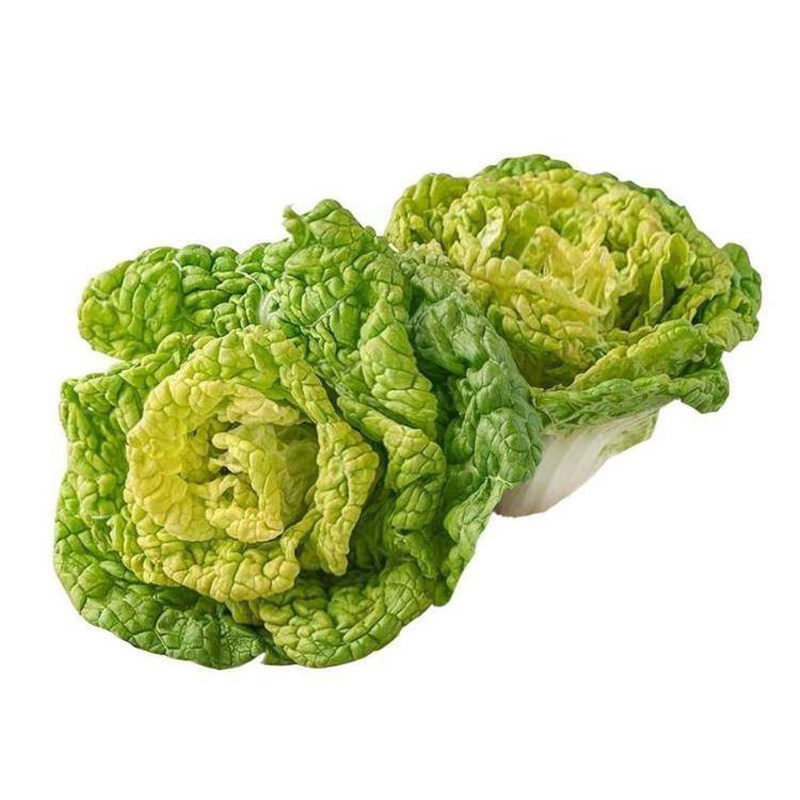 菜种菊花花心黄心乌种子乌塌小白菜种籽秋冬季四季家庭园艺种子