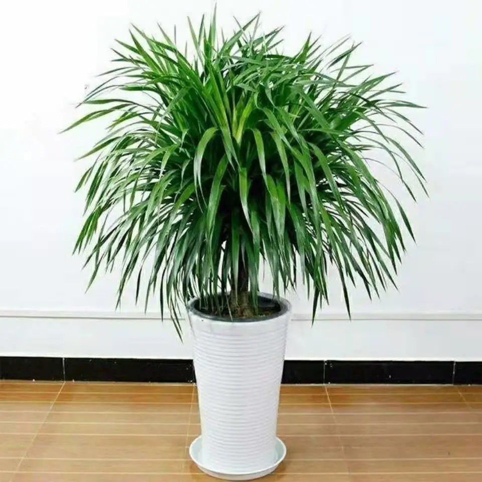 大型龙须树龙须铁龙血室内客厅盆栽绿植四季常青大型绿植