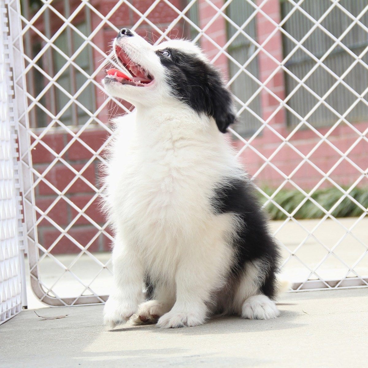 出售纯种血统边境牧羊犬七白到位三通赛级边牧狗狗
