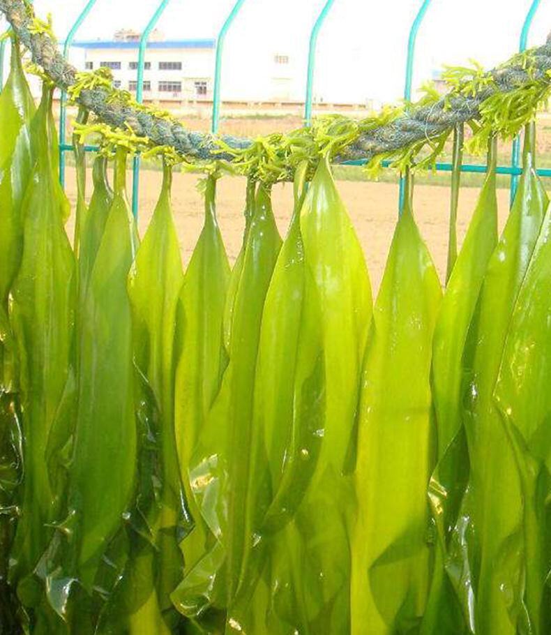 猫小娜压缩海带苗免洗即食烘干海带苗一盒10包!静香小店