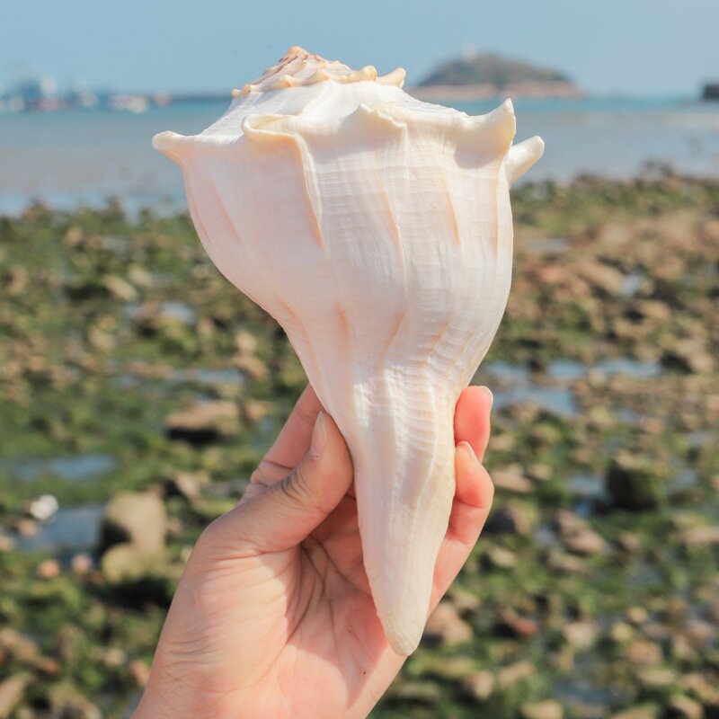 左旋观音祭祀法器天然超大海螺贝壳佛器纪念品海螺