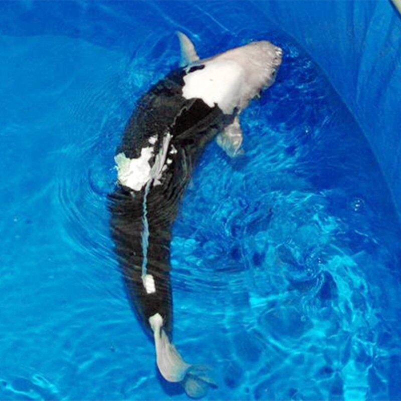 日本进口纯种德系皮鲤红黑九纹龙锦鲤大型红白鱼