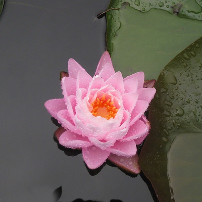 新品迷你睡莲水培植物带芽四季小型盆栽花卉室内外水养碗莲种藕荷