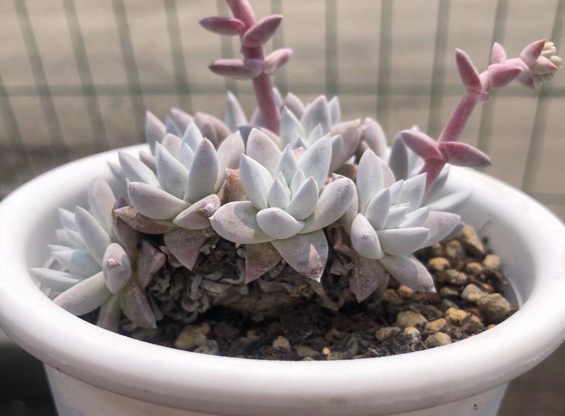 丸叶白菊仙女杯日系老桩多肉植物好养短叶白菊一物一拍室内绿植  价格