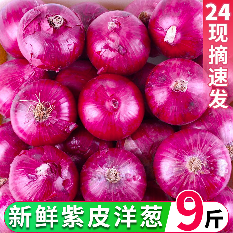 紫皮洋葱新鲜10斤圆葱大凉山脆甜洋葱蔬菜红皮特产农家元葱水果