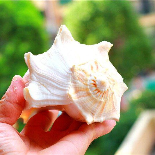 包邮天然海螺贝壳左旋观音供佛密宗宗修法器海螺