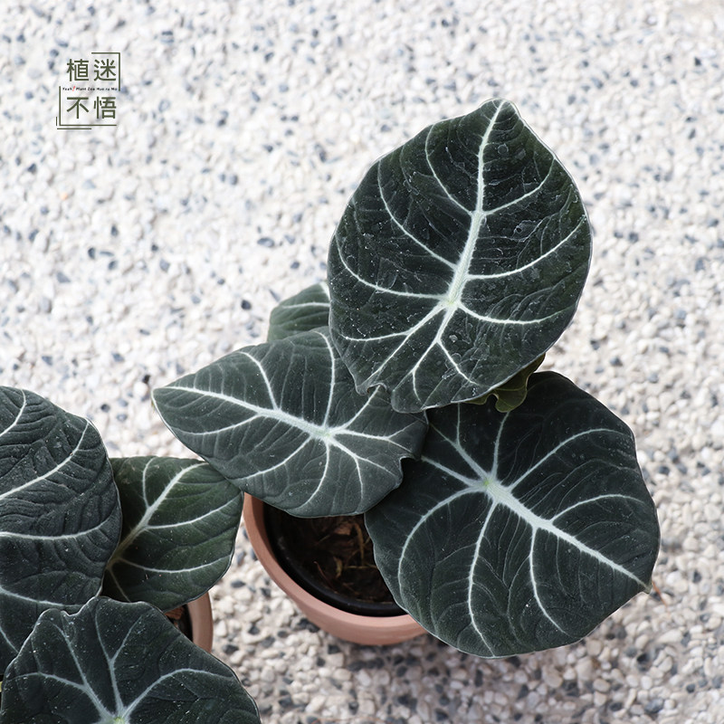 盆栽黑天鹅天鹅海室内耐阴好养植物竹芋类绿植甲醛绿植