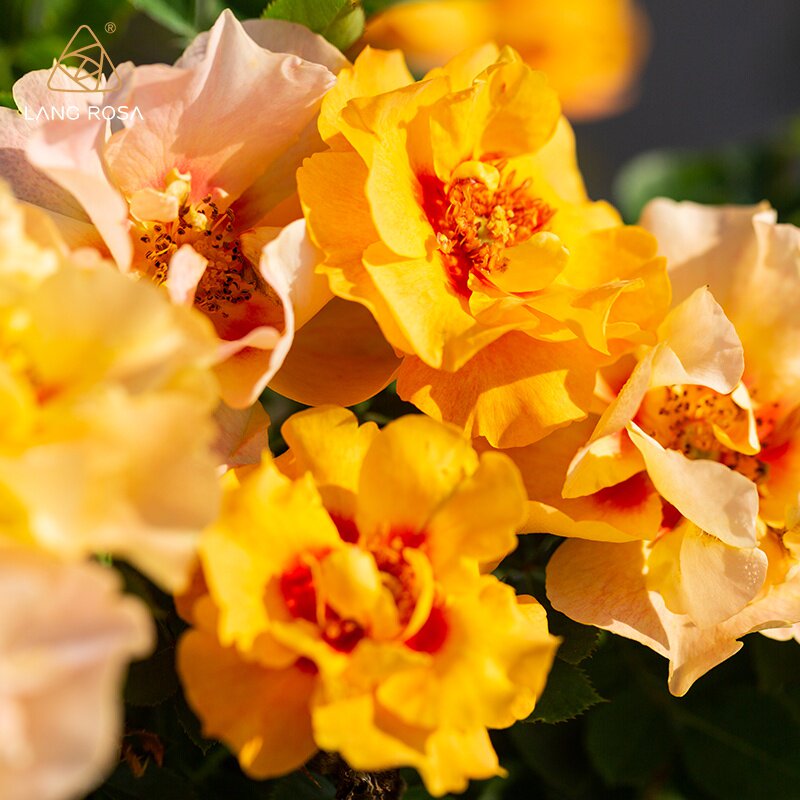 霞舞天狼自育新品月季丰花大花耐热多季盆栽花卉