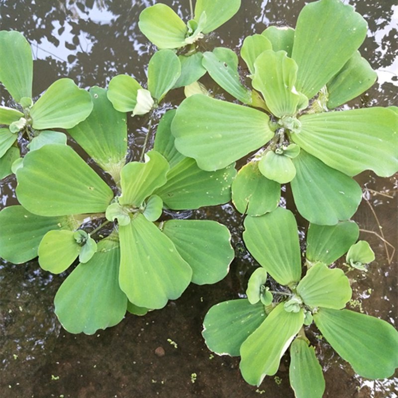 新品植物浮萍萍水生水养水浮莲苗水鱼缸水草水草