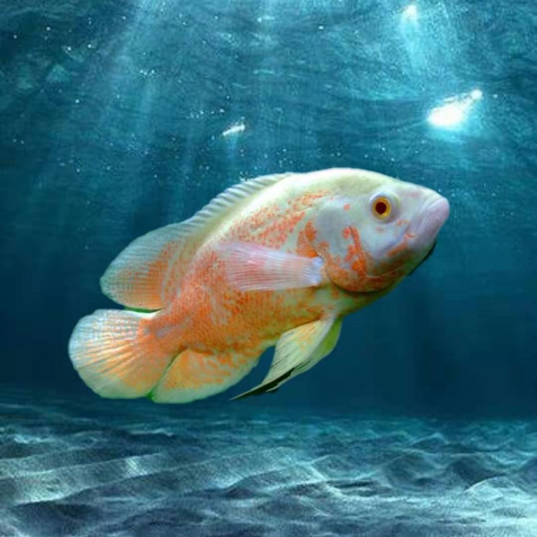 图鱼热带观赏鱼活体猪仔鱼花猪鱼龙鱼配鱼火麒麟鱼