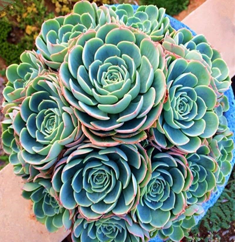 植物莲花肉肉玉碟k大棵植物老桩手捧花状雨蝶玉蝶石多肉老桩多头