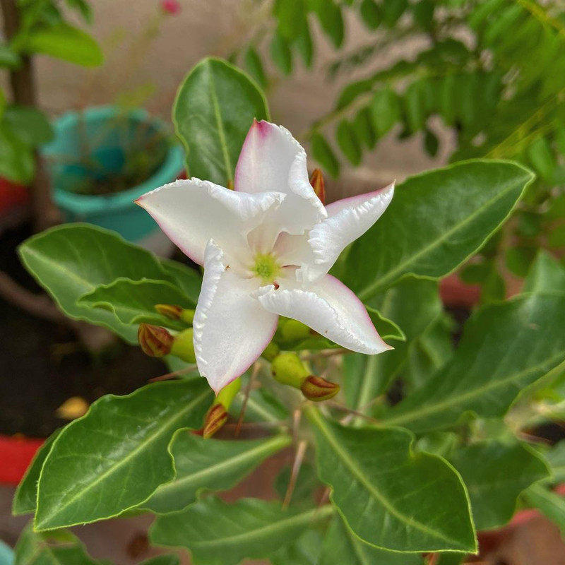 白马城实生块根多肉植物一物一拍夹竹桃绿植小盆多肉植物